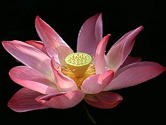 Water Lily, Taipei, Taiwan